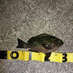 メバルの影が薄くなってきました