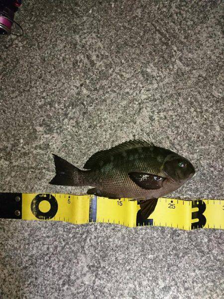 メバルの影が薄くなってきました