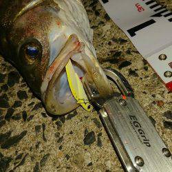 シーバスを求めて