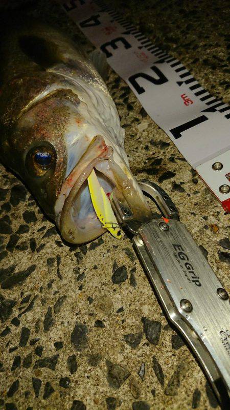 シーバスを求めて