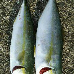 ツバス祭り継続中