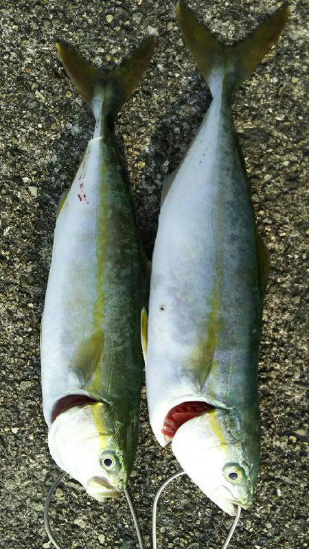 ツバス祭り継続中