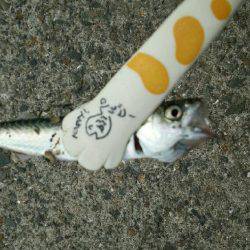 サイトフィッシングハマるわ~♪