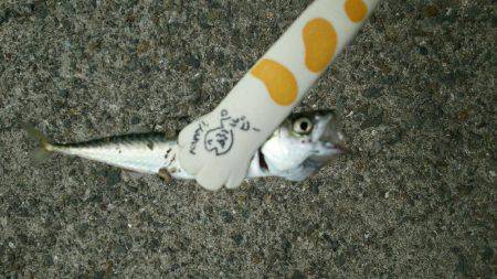 サイトフィッシングハマるわ~♪