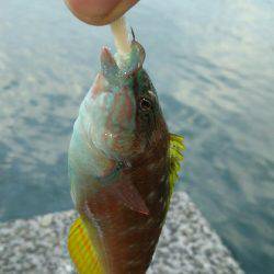 ジグ単でアンコウヒット(笑)