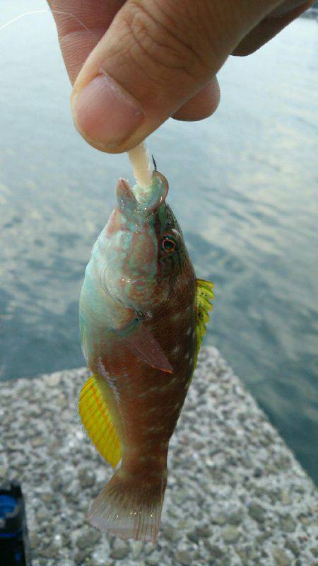 ジグ単でアンコウヒット(笑)