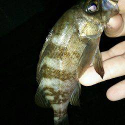 ワームローテーションでメバルイレグイ♪