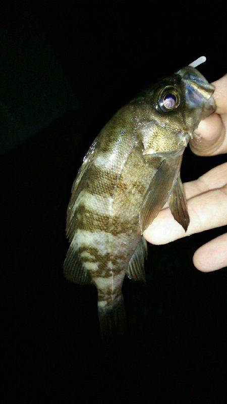 ワームローテーションでメバルイレグイ♪