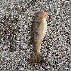 弱い者いじめ(^_^;)