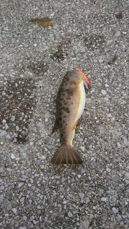 弱い者いじめ(^_^;)