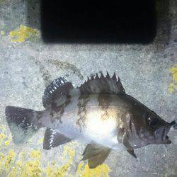 キワキワメバリング