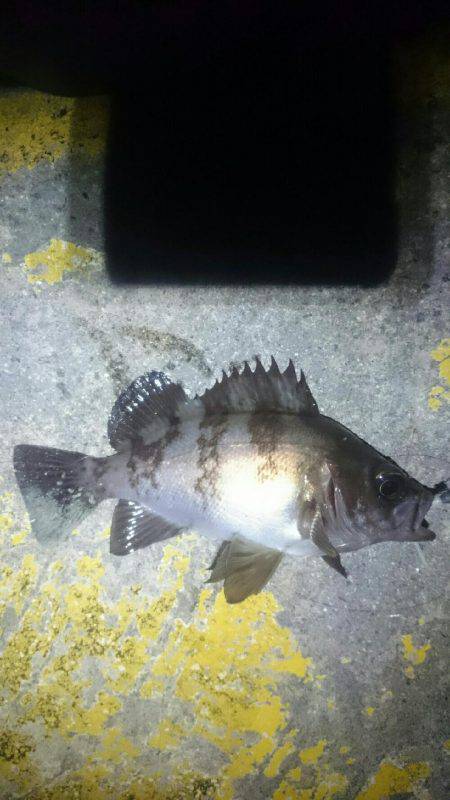 キワキワメバリング