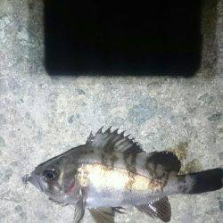 トップで出ました。