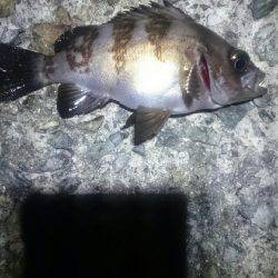 久しぶりです。