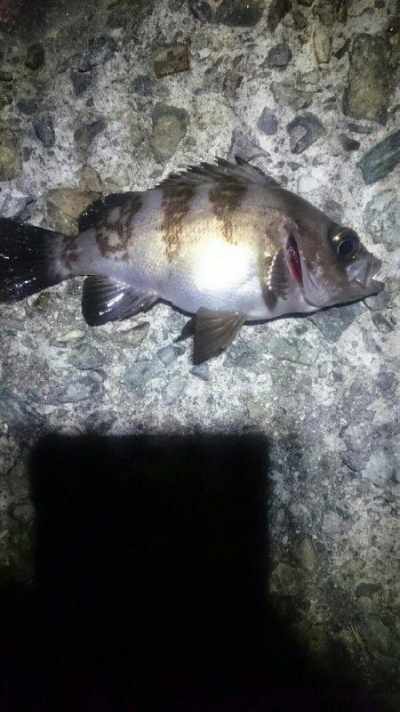 久しぶりです。