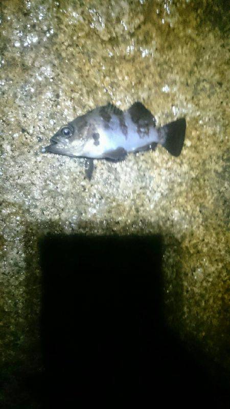 雨にも負けず。