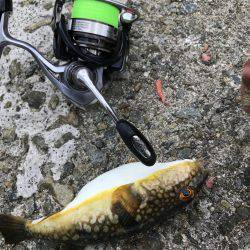 神戸 和田防フカセ