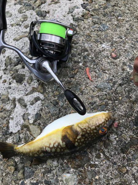 神戸 和田防フカセ