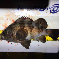 メバルを求めて行ったのに…