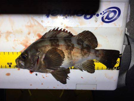 メバルを求めて行ったのに…