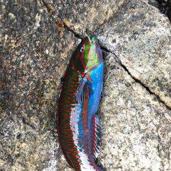 串本 沖磯フカセ&ルアー