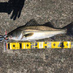 エビ撒き 再開‼︎