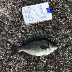 子鯖大漁、泳がせ成功！