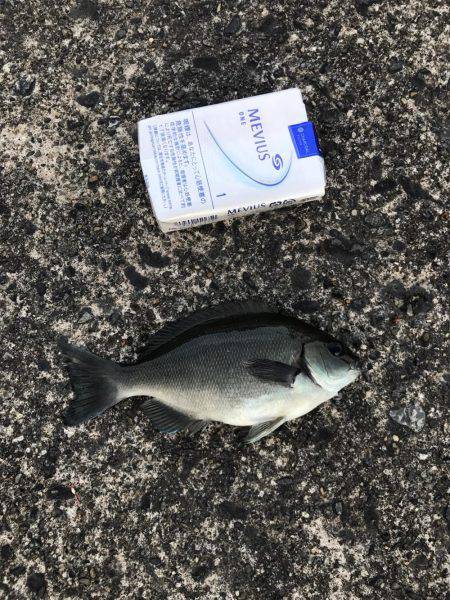 子鯖大漁、泳がせ成功！