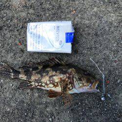 三崎磯で、メジナフカセ！