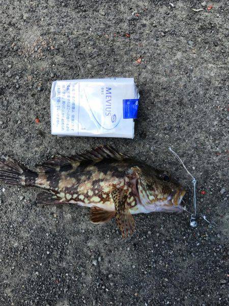 三崎磯で、メジナフカセ！