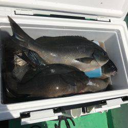 外房でイサキ船！大爆釣～！！三喜丸！！