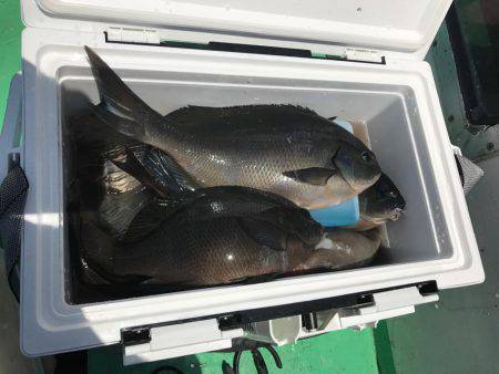 外房でイサキ船！大爆釣～！！三喜丸！！