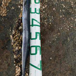 串本大島 沖磯ルアー青物狙いでダツ！