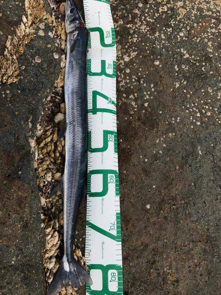 串本大島 沖磯ルアー青物狙いでダツ！