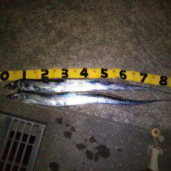 サーべリング♪