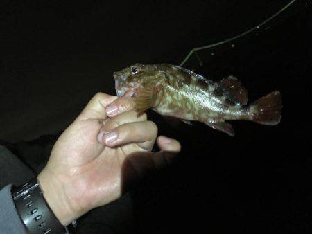 強風の為穴釣り