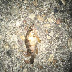 そろそろメバルも終わり？