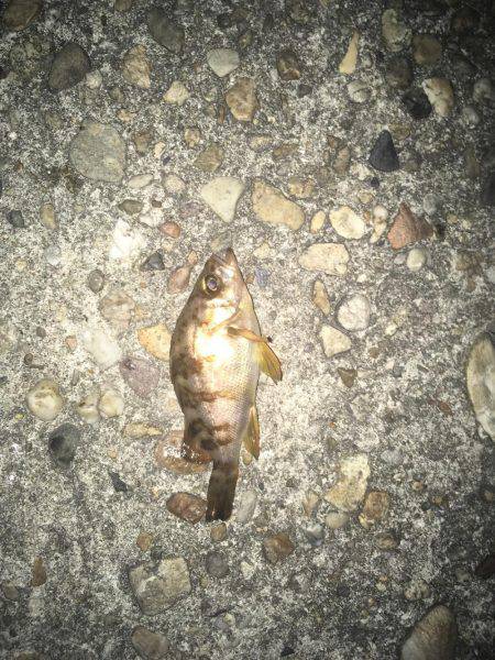 そろそろメバルも終わり？