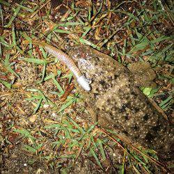 いいシーバスをゲット