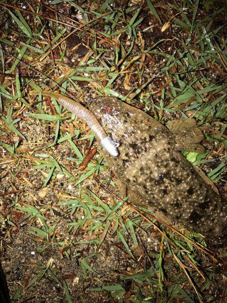 いいシーバスをゲット