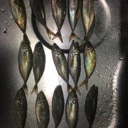 アジングつ抜けin横浜