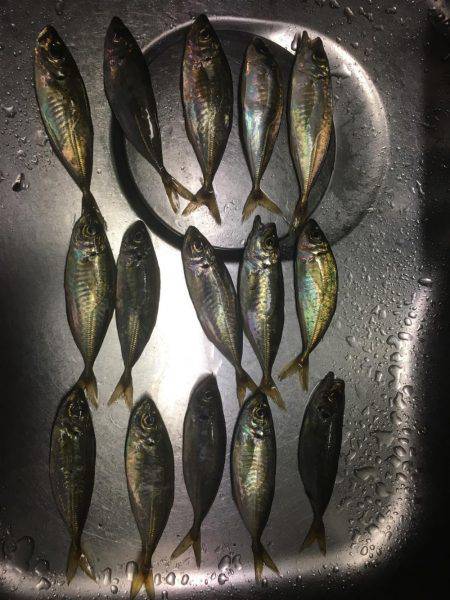 アジングつ抜けin横浜