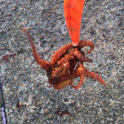 今年初、アコウ&タコ調査!