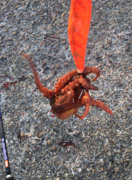 今年初、アコウ&タコ調査!