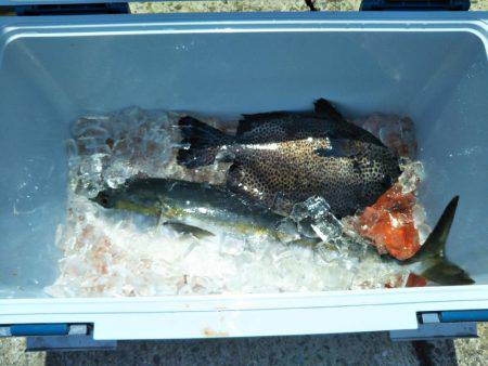 6月の海上釣堀オーパ!!