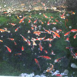 金魚釣り@大倉養鯉場