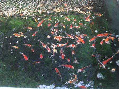 金魚釣り@大倉養鯉場