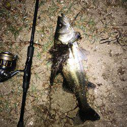 シーバスとマゴチ