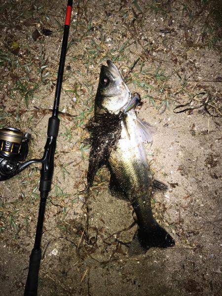 シーバスとマゴチ