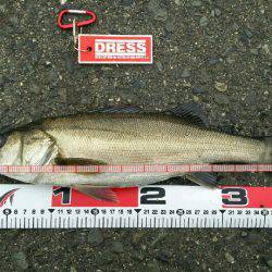 エビ撒きズボ釣り